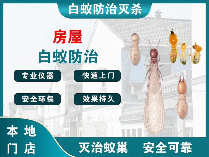 杭州房屋白蚁防治